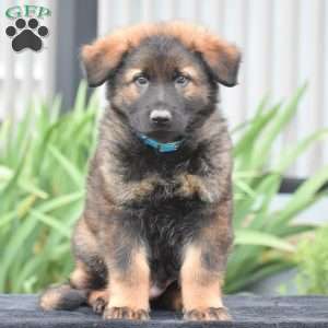 Marcus, German Shepherd Puppy